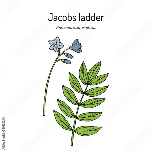 Jacobs ladder, or American Greek valerian (Polemonium reptans), medicinal plant