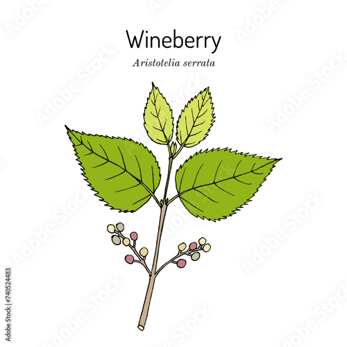 Wineberry, or makomako (Aristotelia serrata), edible and medicinal plant