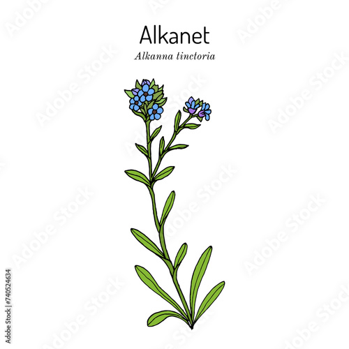 Alkanet (Alkanna tinctoria), edible and medicinal plant photo