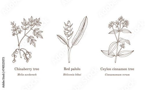 Collection of edible and medicinal plants