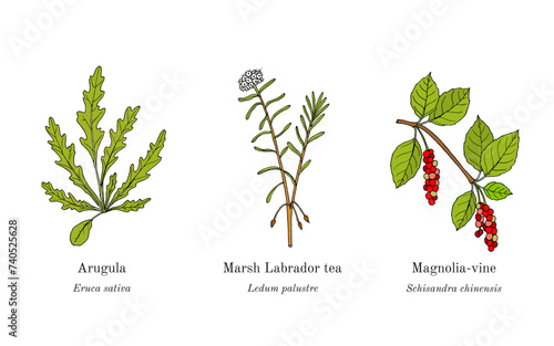 Collection of edible and medicinal plants