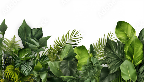 Background of tropical flowers photo