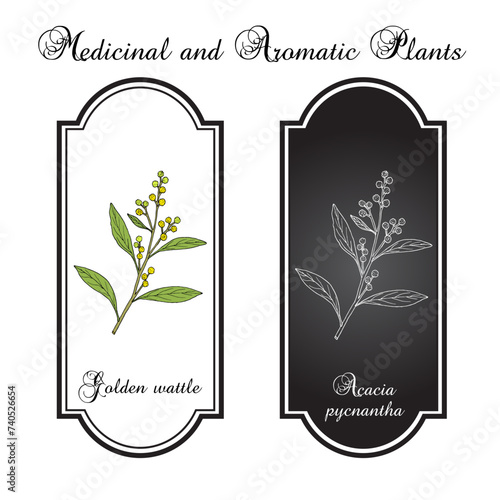 Golden wattle (Acacia pycnantha), edible and medicinal plant