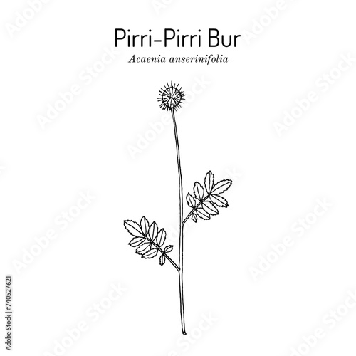 Pirri-Pirri Bur (Acaenia anserinifolia), medicinal plant.