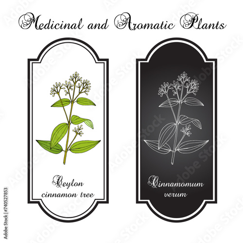 Ceylon cinnamon tree, Cinnamomum verum, spice and medicinal plant, hand drawn botanical vector illustration.