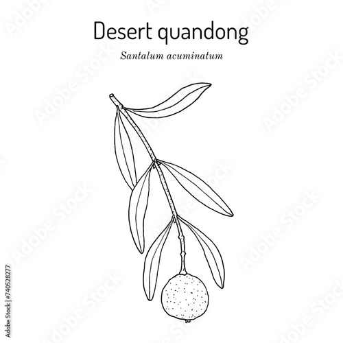 Desert quandong, or native peach (Santalum acuminatum), edible and medicinal plant photo