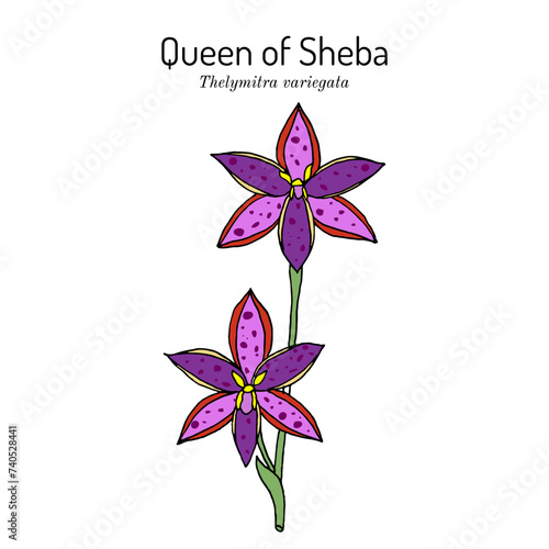 Queen of Sheba (Thelymitra variegata), australian ornamental plant
