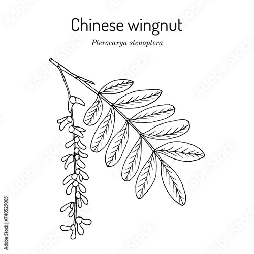 Chinese wingnut (Pterocarya stenoptera), medicinal plant