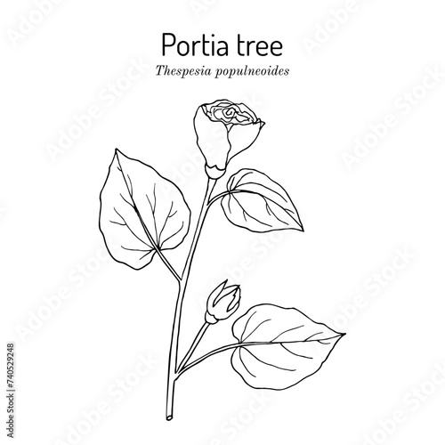 Portia tree, or Indian tulip tree (Thespesia populnea), edible and medicinal plant photo