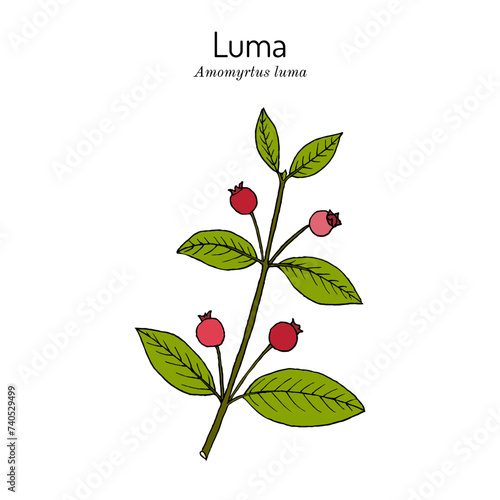 Luma, or Chilean guava (Amomyrtus luma), edible plant.