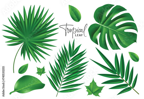 Summer tropical leaf vector set design. Tropical leaves summer and spring elements like monstera and palm leaves in fresh color green collection. Vector illustration summer tropical leaves collection.