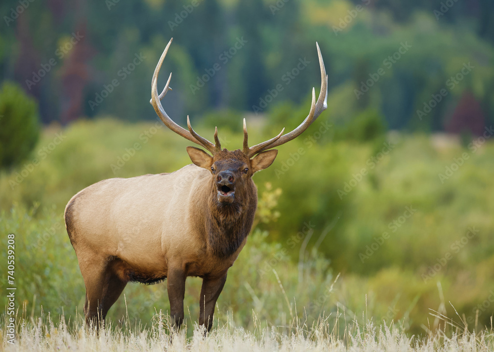 Fototapeta premium A bull Elk bugles for a mate in the lush autumn habitat of Rocky Mountain National Park in Colorado
