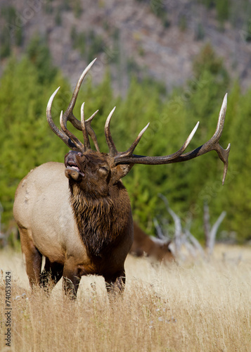 dominant bull Elk sends out the bugle call to attract a mate during the autumn breeding season photo