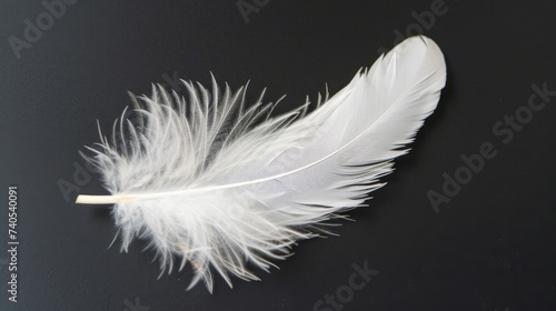 Fluffy white feather on black background 