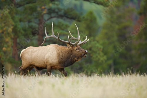 Rocky Mountain Elk, Cervus canadensis nelsoni, a mature male walks through classic habitat during the autumn breeding season