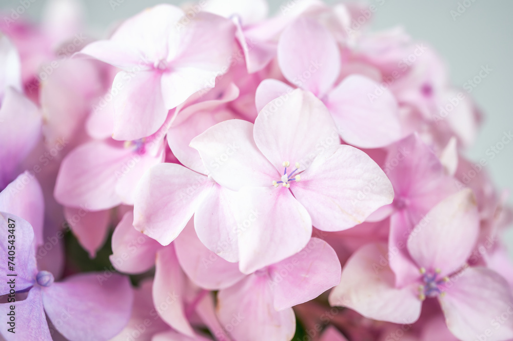 Still life with a blooming bouquet of pink hydrangea in a vase a white background