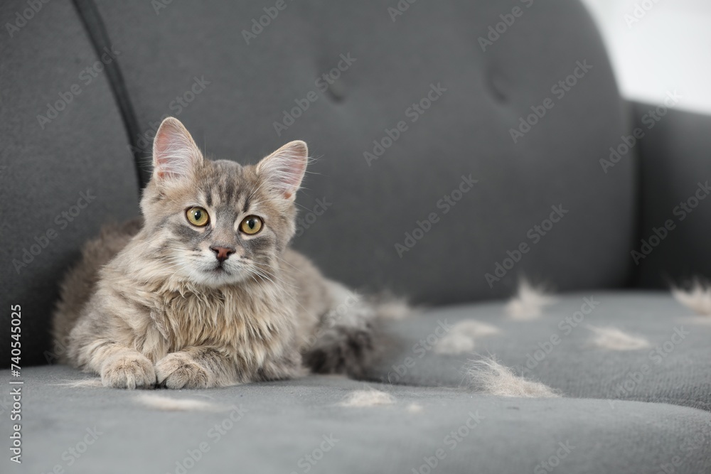 Pet shedding. Cute cat with lost hair on grey sofa, space for text