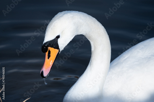 Closeup of swan head