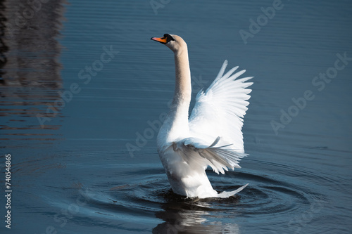 Swan exposing wings