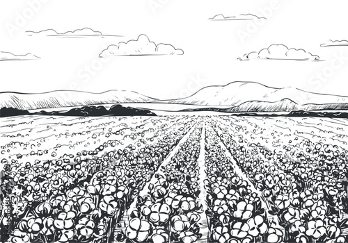 Vector sketch of a cotton field. Rural landscape with mountains, harvest time. Cotton leaves and flowers, detailed illustration of a farm in engraving style. Collection of raw materials for textiles.