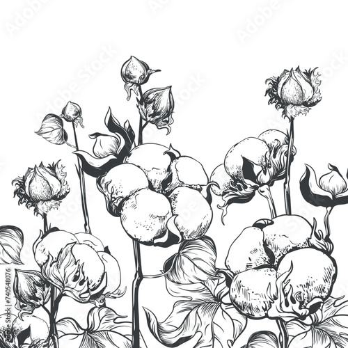 Vector sketch of a cotton field. Sketch in black ink on a white background. Cotton leaves and flowers, detailed illustration of a farm in engraving style. Collection of raw materials for textiles.