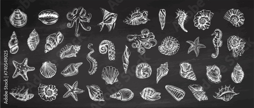 Seashells, octopus, fish, starfish, seahorses, ammonite vector set. Hand drawn sketch illustration. Collection of realistic sketches of various ocean creatures isolated on chalkboard background.