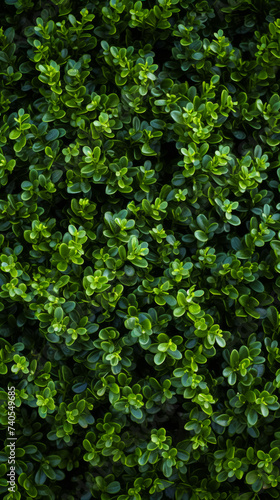 a green hedge with small plants on it, in the style of decorative backgrounds, high-angle, high resolution