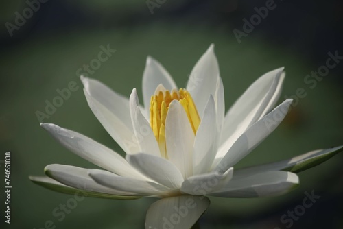Nymphaea alba beautiful white flower water background close up blurry background