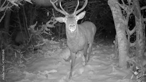 Male red deer (Cervus elaphus) stares suspiciously the trail camera at night, then runs away. Saaremaa. Estonia. photo
