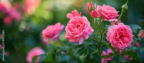 Beautiful Pink Roses Blooming in a Lush Garden with Vibrant Colors and Pure Beauty