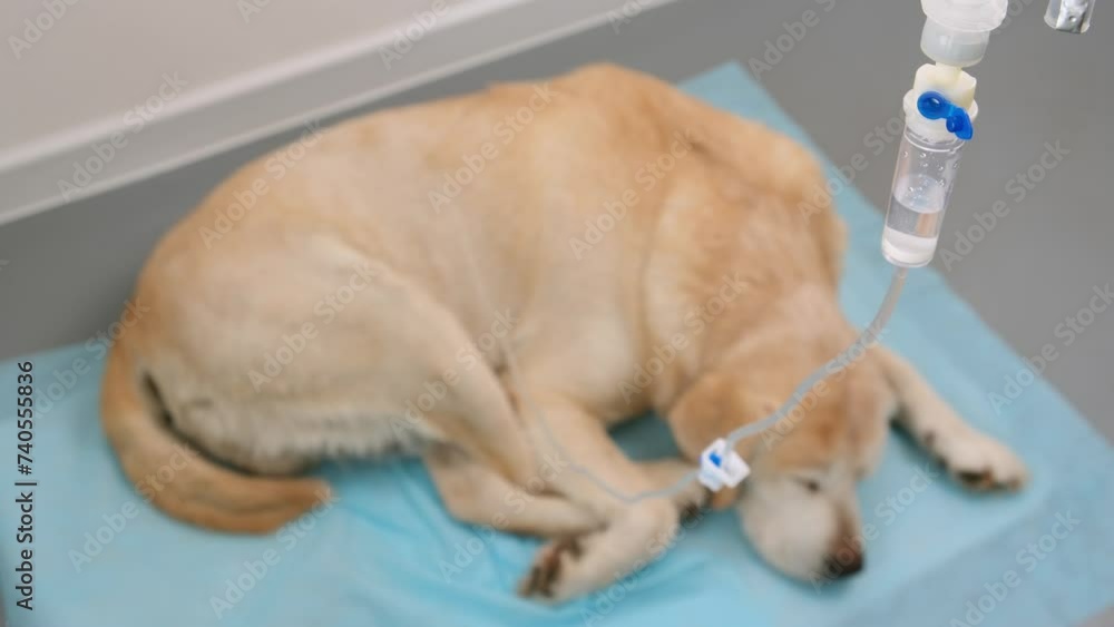 Hypodermic drip infusion for dog with kidney failure in veterinary