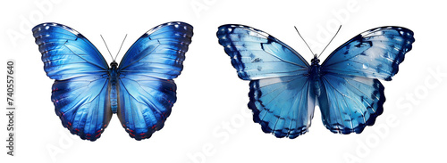 Butterfly a white transparent background photo