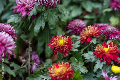 A bouquet of chrysanthemums. Multi-colored bouquet of flowers.