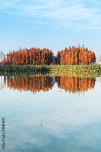 Beautiful colorful forest landscape in autumn season photo