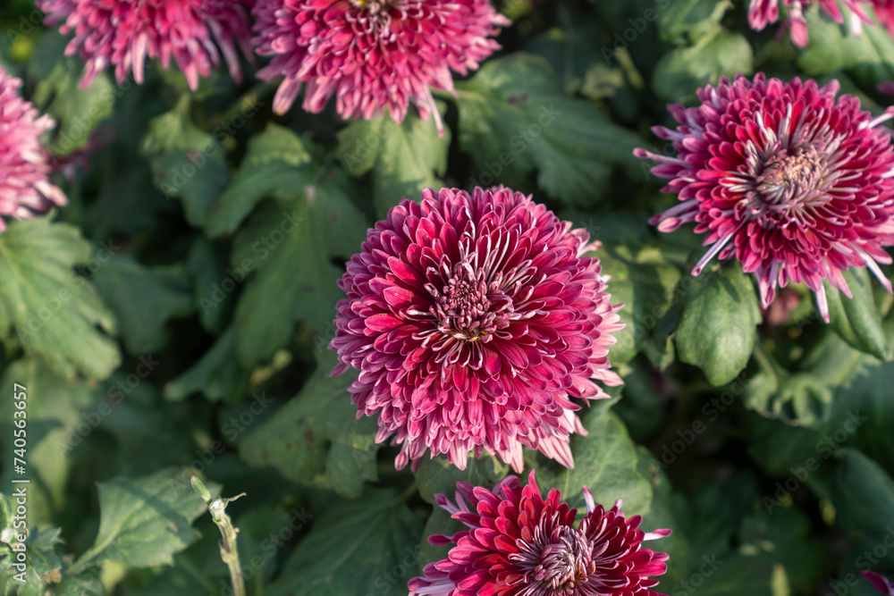 Fototapeta premium A bouquet of chrysanthemums. Multi-colored bouquet of flowers.