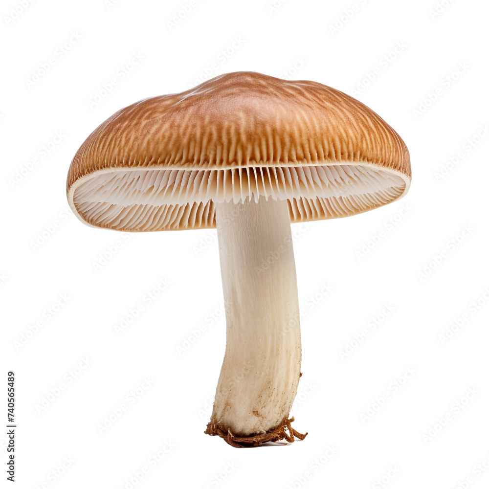 Mushroom isolated on transparent background Mushroom isolated on transparent background