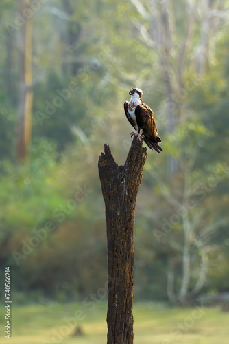 The osprey ( Pandion haliaetus), also called sea hawk, river or fish hawk, sitting on a dry tree with a background of colorful jungle. Typical bird of prey pose.