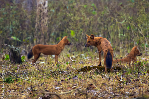 The dhole (Cuon alpinus), a pack of wild Asian dogs relaxes after a successful hunt. Rusty Indian wild dogs in the jungle.