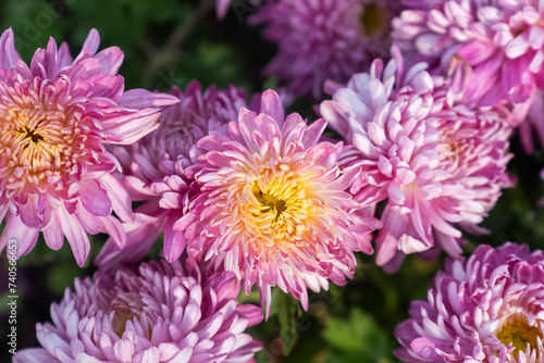 A bouquet of chrysanthemums. Multi-colored bouquet of flowers.