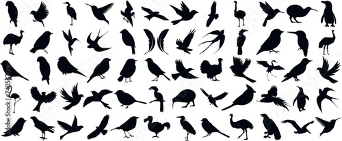 Bird silhouette, diverse species of birds, flying, perching. Ideal for wildlife, nature designs. Sparrows, eagles, swans, hawks, pigeons, crows, owls, seagulls, parrots, falcons, ducks, geese