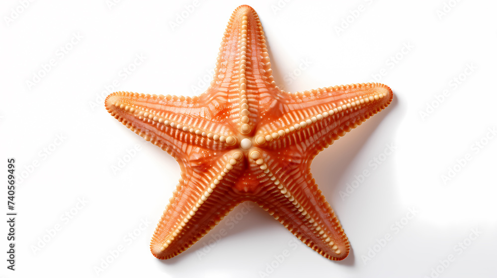 Sea shells and starfish, starfish on the ocean surface Sea shells and starfish, starfish on the ocean surface