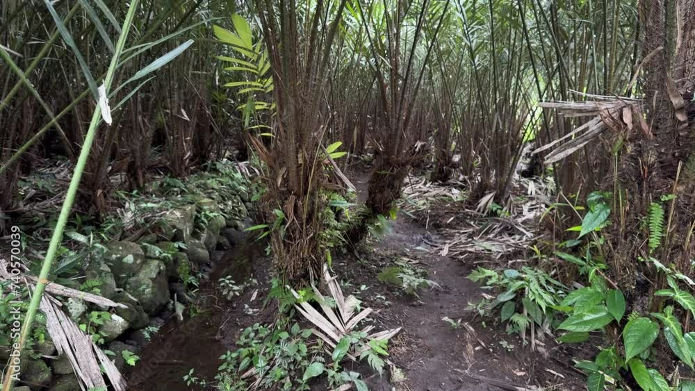 The atmosphere of a Salak or thorny palm or snake fruit (Salacca zalacca) garden in Indonesia on a sunny day The atmosphere of a Salak or thorny palm or snake fruit (Salacca zalacca) garden in Indonesia on a sunny day