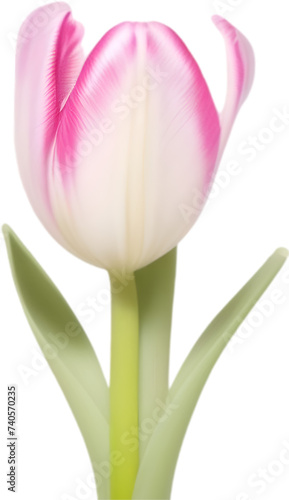 Tulip clipart. A cute Tulip flower icon. photo