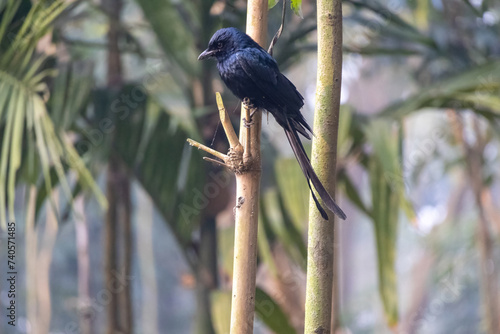 A black drongo is sitting on a dry bamboo pole and waiting for prey. This bird's scientific name is Dicrurus macrocercus. It is locally known as Finge Pakhi in Bangladesh. photo