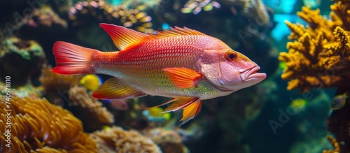 Colorful tropical fish swimming gracefully in a vibrant aquarium tank