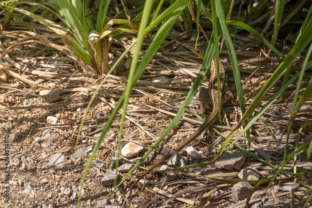 The lizard is hiding in the grass. Nature background. Selective focus The lizard is hiding in the grass. Nature background. Selective focus
