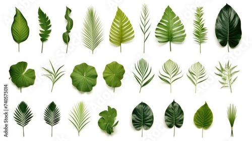 A collection of green leaves on a white background. Suitable for various design projects