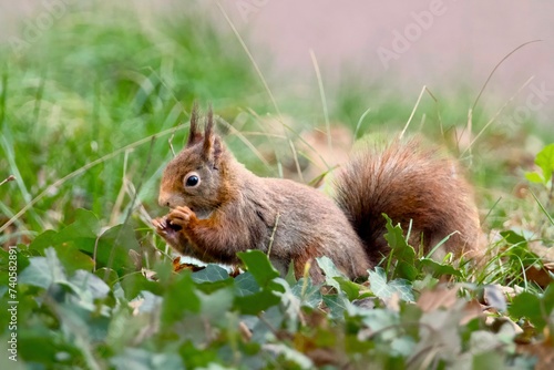 Ecureuil roux au Parc de la tête d'Or