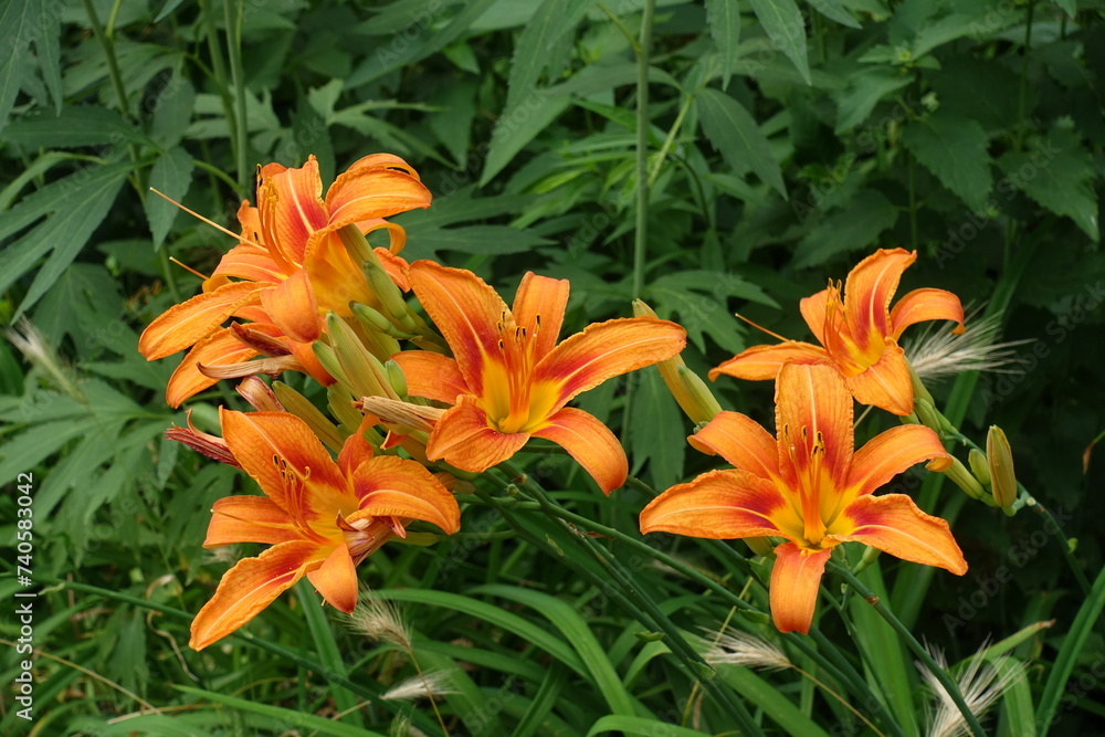 Group of bright orange flowers of Hemerocallis fulva in June Group of bright orange flowers of Hemerocallis fulva in June