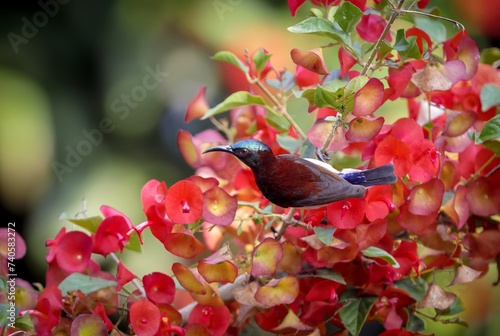 Photography a purple rumped sunbird foraging on a flowering plant
